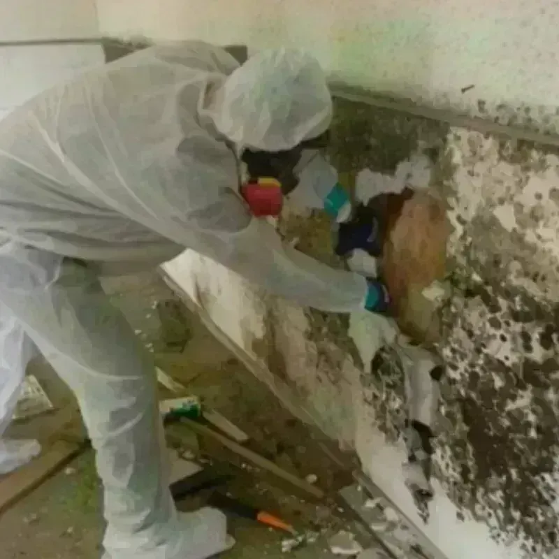 Mold Remediation and Removal in Hardeman County, TX